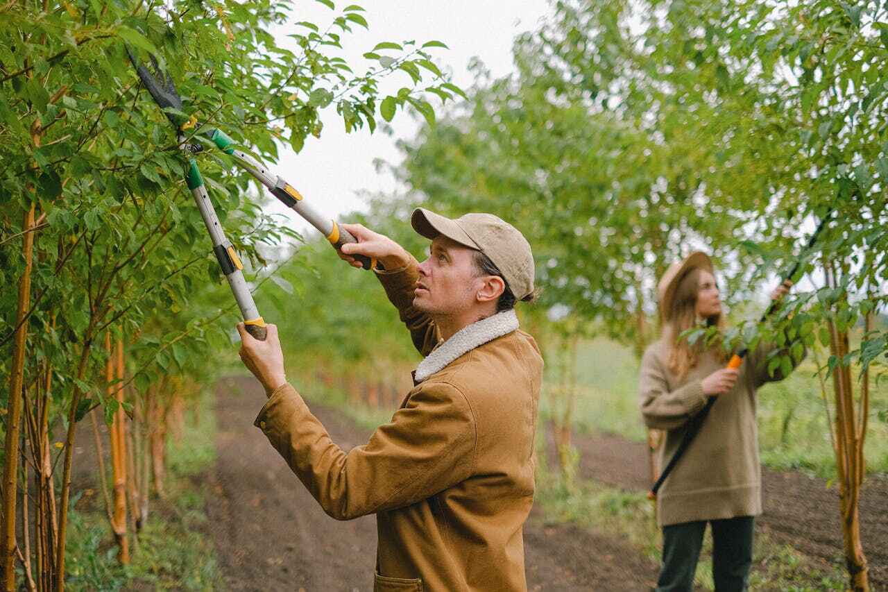 The Steps Involved in Our Tree Care Process in Pelham, AL